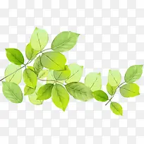 春天清新手绘树叶树枝-空若网 春天清新手绘树叶树枝-空若网