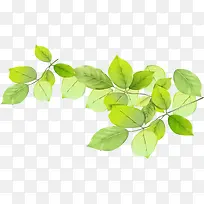 ���´����ֻ�������Ҷ��֦-������