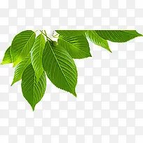 ������ɫ��Ҷ��֦����װ��-������