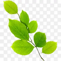 Çåдº¼¾ÂÌÉ«Ê÷Ò¶Ê÷֦װÊÎ-¿ÕÈôÍø Çåдº¼¾ÂÌÉ«Ê÷Ò¶Ê÷֦װÊÎ-¿ÕÈôÍø