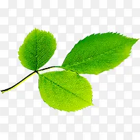 ���´�����ɫ��Ҷ��֦-������