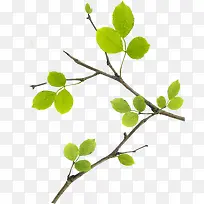 黄绿色清新女鞋树叶树枝装饰-空若网 黄绿色清新女鞋树叶树枝装饰-空若网