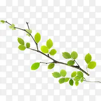 黄绿色清新女鞋树叶树枝-空若网 黄绿色清新女鞋树叶树枝-空若网