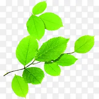 绿色清新高清树叶树枝装饰-空若网 绿色清新高清树叶树枝装饰-空若网