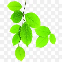 ��ɫ���¸�����Ҷ��֦-������