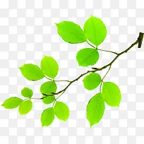 ����С������Ҷװ����֦-������