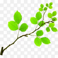 春季小清新树叶树枝-空若网 春季小清新树叶树枝-空若网