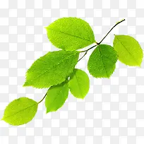 ������Ҷ��֦����װ��-������