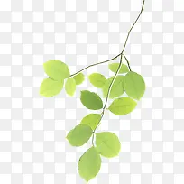 清新春季树叶树枝装饰-空若网 清新春季树叶树枝装饰-空若网