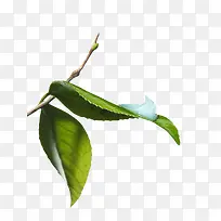 ��ɫ������Ҷ��֦-������