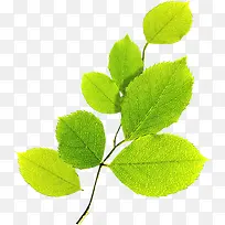 ���´�����Ҷ��֦-������