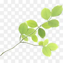 ����������Ҷ��֦װ��-������