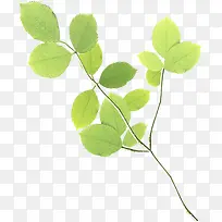 ´º¼¾ÇåÐÂÊ÷Ò¶Ê÷Ö¦-¿ÕÈôÍø ´º¼¾ÇåÐÂÊ÷Ò¶Ê÷Ö¦-¿ÕÈôÍø