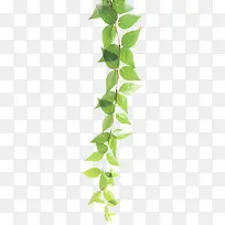 ��֦��Ҷ�����������-������