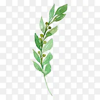 ��ɫ����ˮ����Ҷ-������