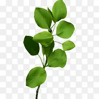 ��ɫʱ��������Ҷ-������