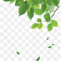 Ψ������������Ȼ������Ҷ��֦-������