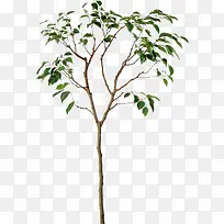 清新树枝树叶图-空若网 清新树枝树叶图-空若网