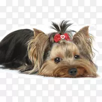 Լ�˿���ȮMorkie MalteseС��-������