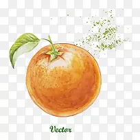水彩橙子-空若网 水彩橙子-空若网