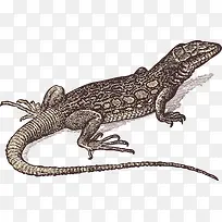 蜥蜴-空若网 蜥蜴-空若网
