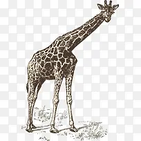 长颈鹿-空若网 长颈鹿-空若网