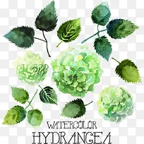 ��ɫˮ��Ҷ��-������