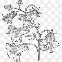 手绘植物-空若网 手绘植物-空若网