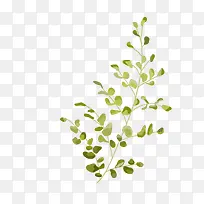 �ֻ�Ҷ��-������