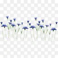 手绘植物-空若网 手绘植物-空若网