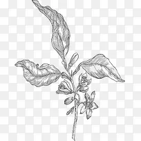 �ֻ�ֲ��-������