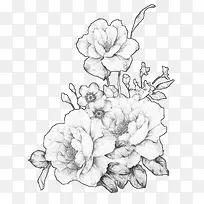 手绘植物-空若网 手绘植物-空若网