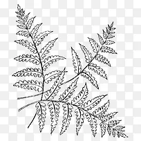 手绘植物-空若网 手绘植物-空若网