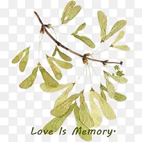 �ֻ�ֲ��-������