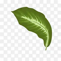 手绘叶子-空若网 手绘叶子-空若网