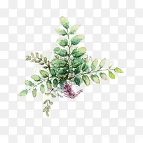 手绘植物-空若网 手绘植物-空若网