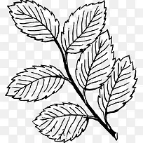 �ֻ�Ҷ��-������