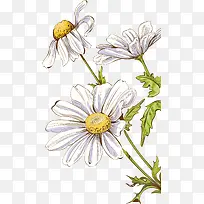 手绘花朵-空若网 手绘花朵-空若网