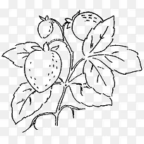 手绘植物-空若网 手绘植物-空若网