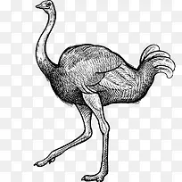 手绘鸵鸟-空若网 手绘鸵鸟-空若网
