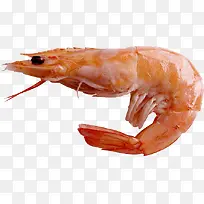 鲜虾实物-空若网 鲜虾实物-空若网