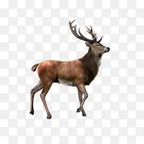 手绘动物图片卡通动物图片-空若网 手绘动物图片卡通动物图片-空若网