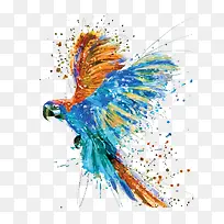 矢量鹦鹉-空若网 矢量鹦鹉-空若网