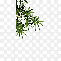 ÖñÒ¶±³¾°-¿ÕÈôÍø ÖñÒ¶±³¾°-¿ÕÈôÍø