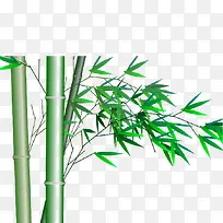 手绘竹子 竹叶-空若网 手绘竹子 竹叶-空若网