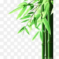 高清绿色竹子创意-空若网 高清绿色竹子创意-空若网