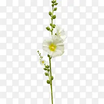 ¿¨Í¨¹Å·çËØ²Ä¹Å·çÅäÊμôÓ°-¿ÕÈôÍø ¿¨Í¨¹Å·çËØ²Ä¹Å·çÅäÊμôÓ°-¿ÕÈôÍø