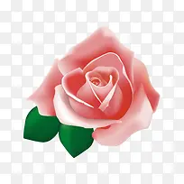 玫瑰-空若网 玫瑰-空若网