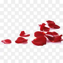 玫瑰花瓣-空若网 玫瑰花瓣-空若网