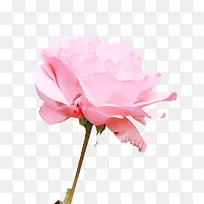 粉色玫瑰花朵-空若网 粉色玫瑰花朵-空若网
